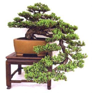Kriteria Tanaman yang Dapat Dibuat Bonsai