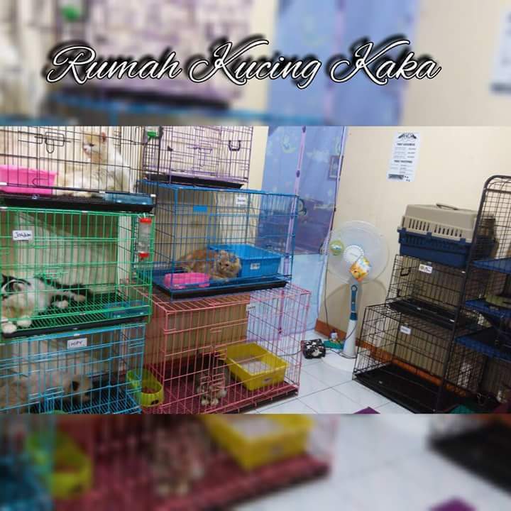 Rumah Kucing Pet Shop Tangerang Banten - Info Terkait Rumah