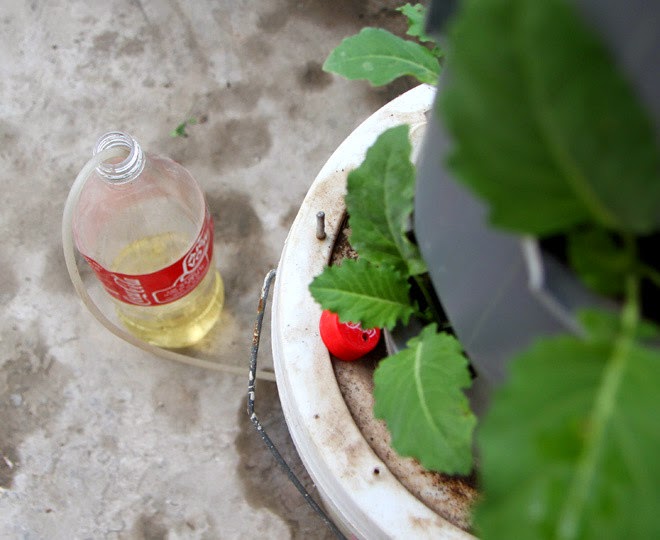 Growing vegetables in the plastic drums Feng Shui