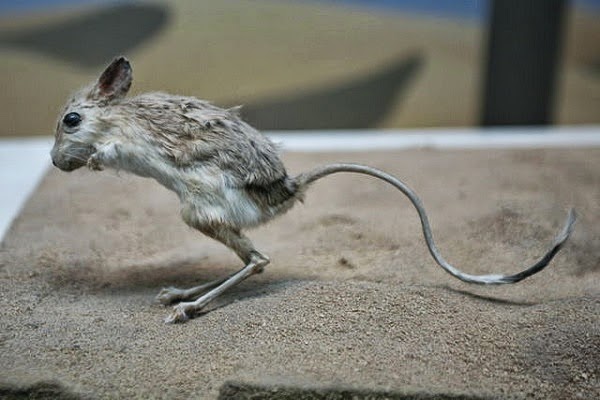 GEMPAR! Penemuan Haiwan Misteri Di Padang Pasir Qatar [4 Gambar & Video