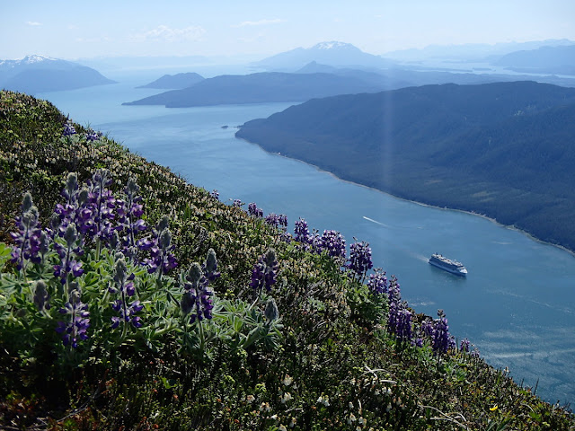Lupines and a cruise ship in Gastineau Channel