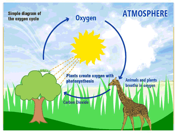 Pictures Of Oxygen Cycle 93