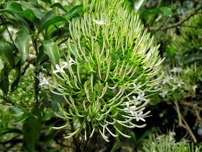 cây giọt sành chữa bệnh thoái hóa đốt sống cổ