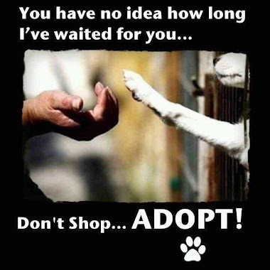 Don't Shop! Adopt!