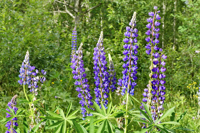 Lupinen, Blumen, Schweden, Wegesrand, blau