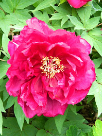 Red tree peony Paeonia suffruticosa by garden muses-not another Toronto gardening blog