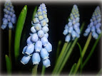 Muscari armeniacum