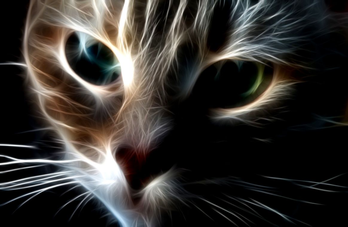 animated wallpaper cat