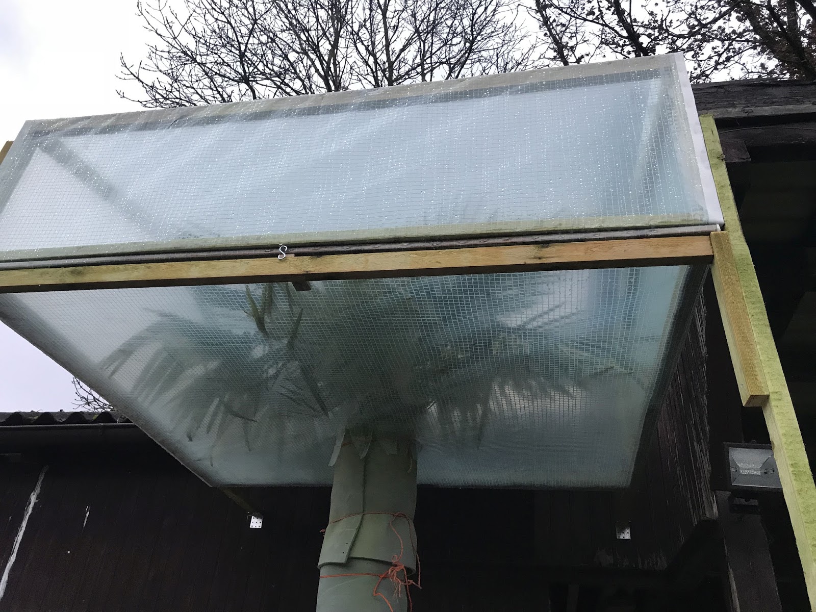 Achimsgarten der und GartenBlog Hanfpalme im Kübel