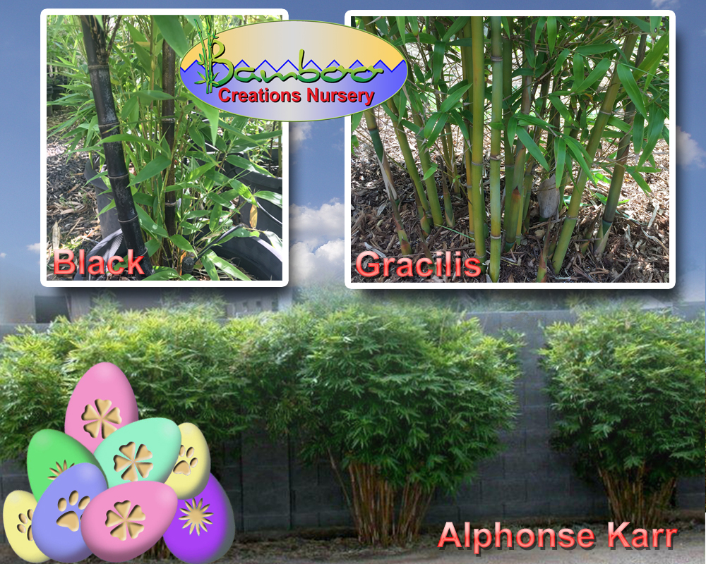 Bamboo Creations Victoria 2019