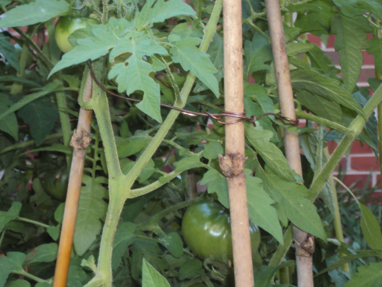 HealthyMamaHappyBaby DIY Tomato Stakes