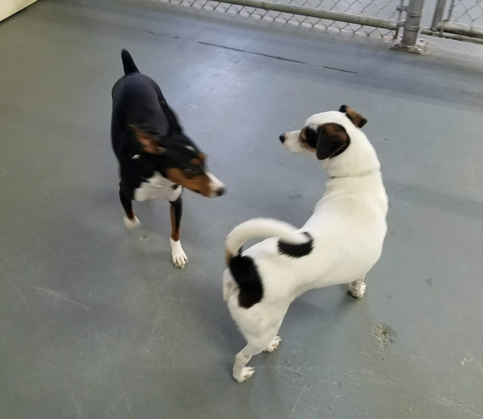 Hoosier Doggy Daycare and Boarding Doggies of the Week... Spartacus