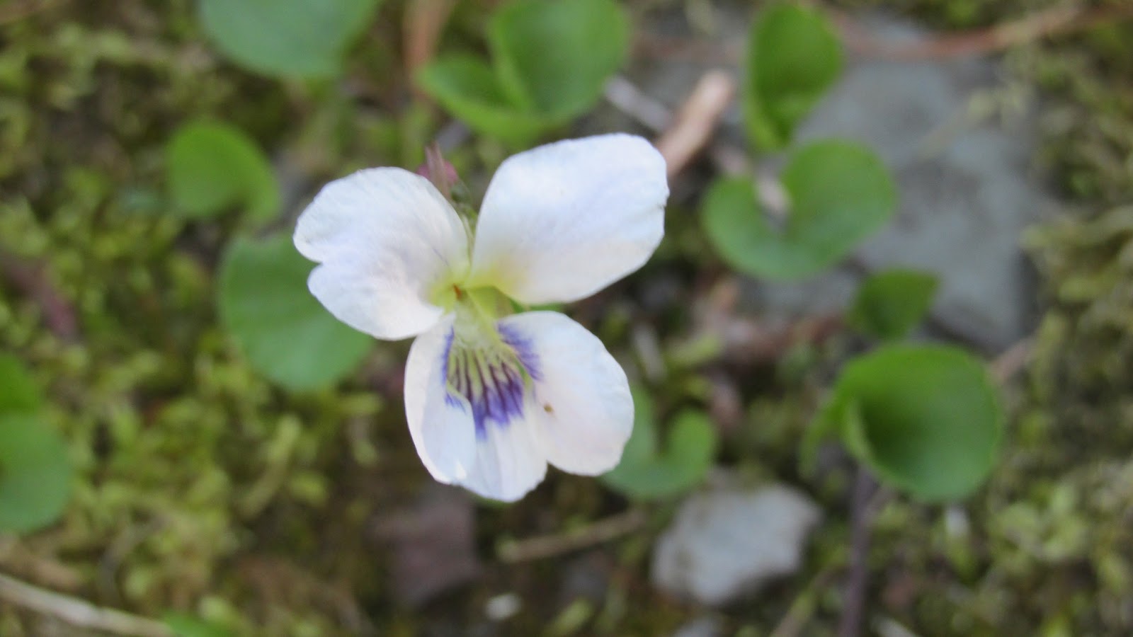 Grandma Pearl's Backporch White Violets, Narcissus, Serviceberry