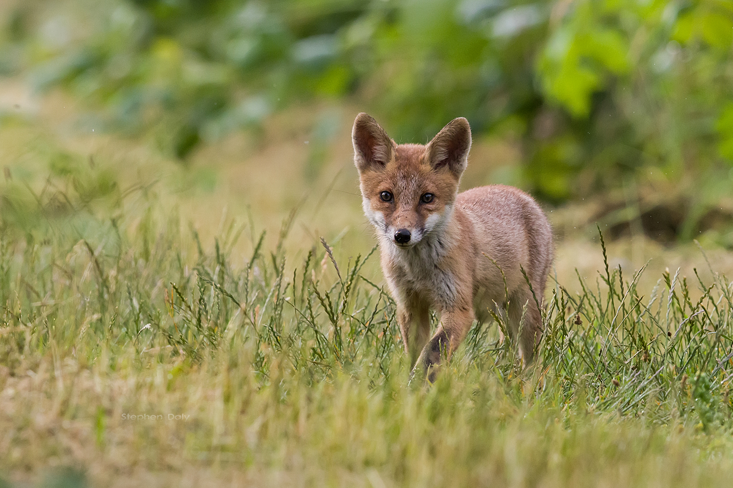 Encounter With A Red Fox Cub Focusing On Wildlife
