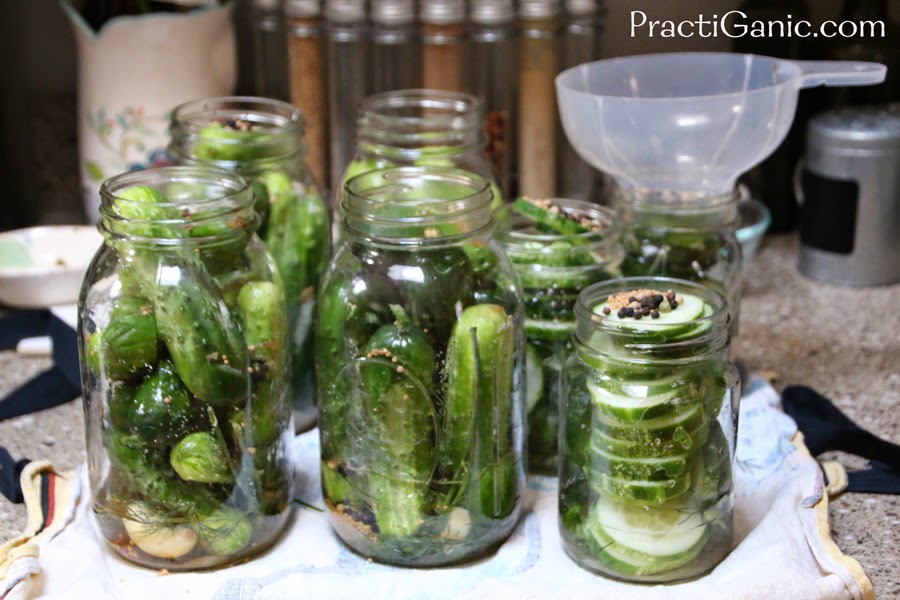 How To Make and Can Garlic Dill Pickles