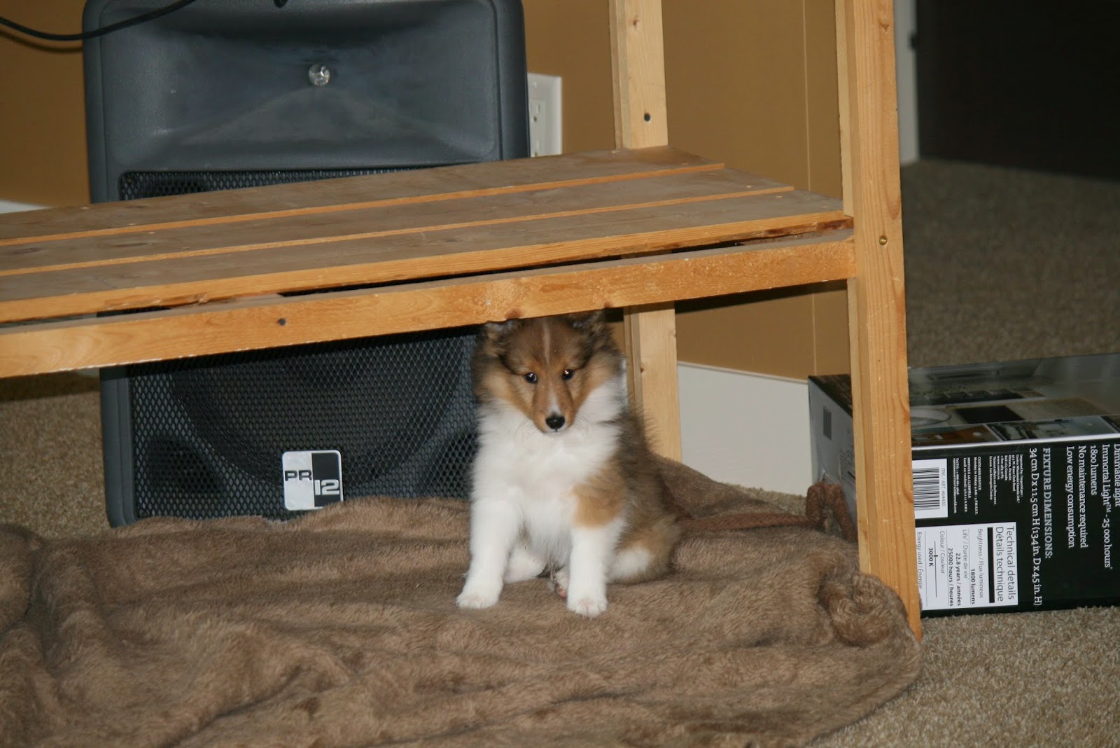 Hyper Hounds Shelties