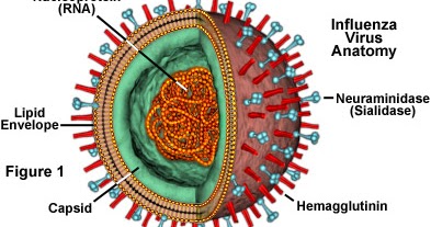 Gambar struktur virus influenza beserta penjelasannya