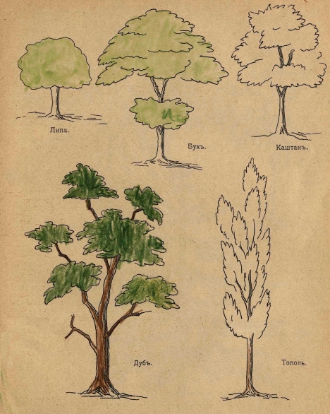 Как нарисовать схематично дерево