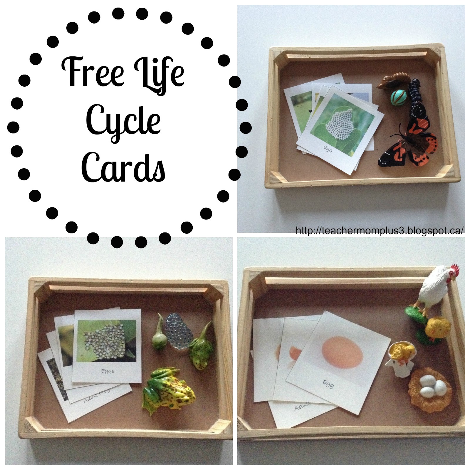 TeacherMomPlus3: Free Life Cycle Cards