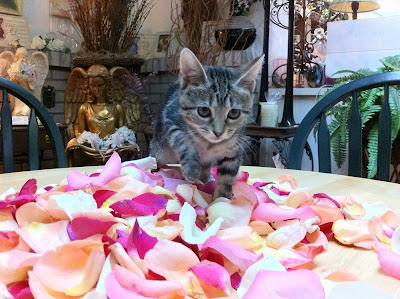 Sophie cat walking through rose petals - Stein Your Florist Co.