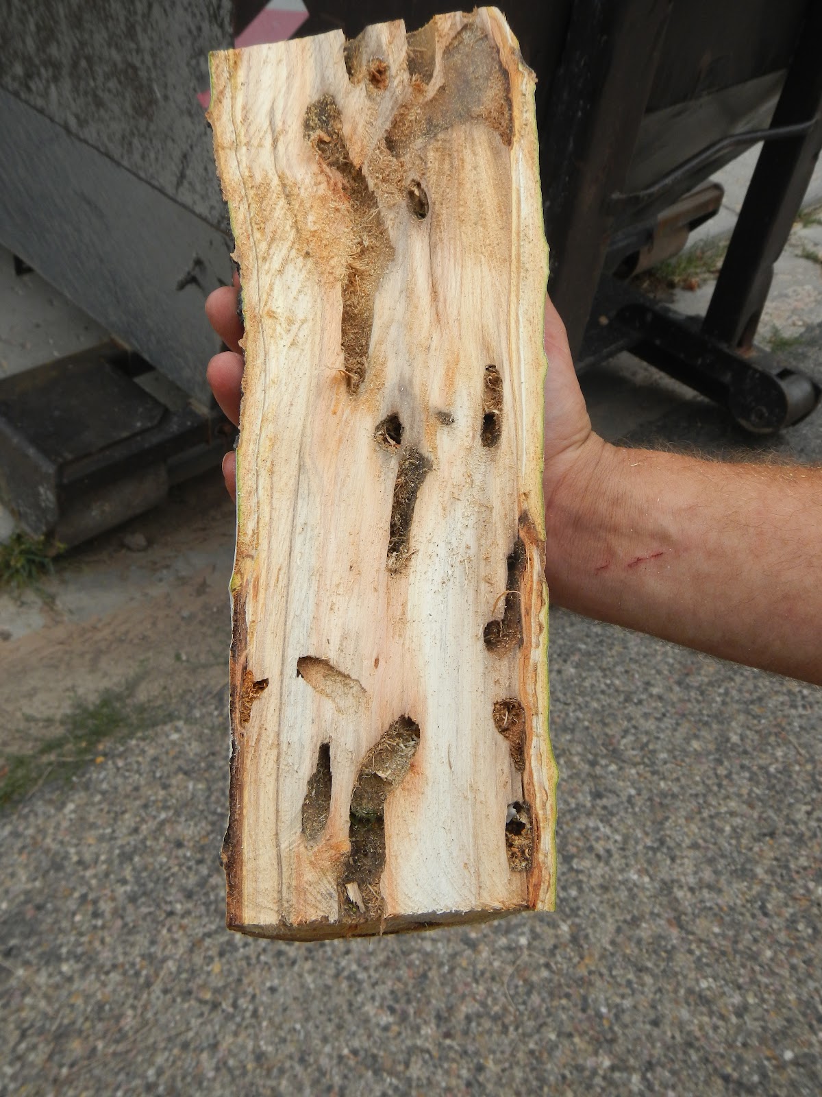 Master Arbor Birch Tree Carpenter Worms