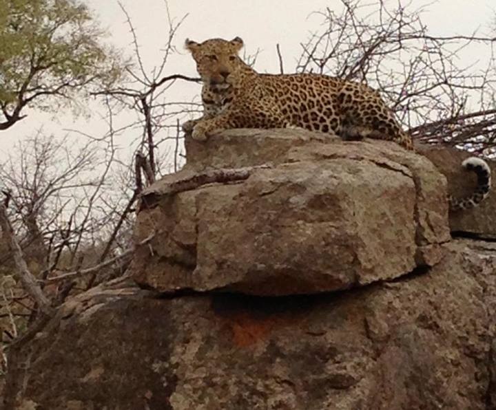 Back to Africa 49. A Congo Leopard Coat