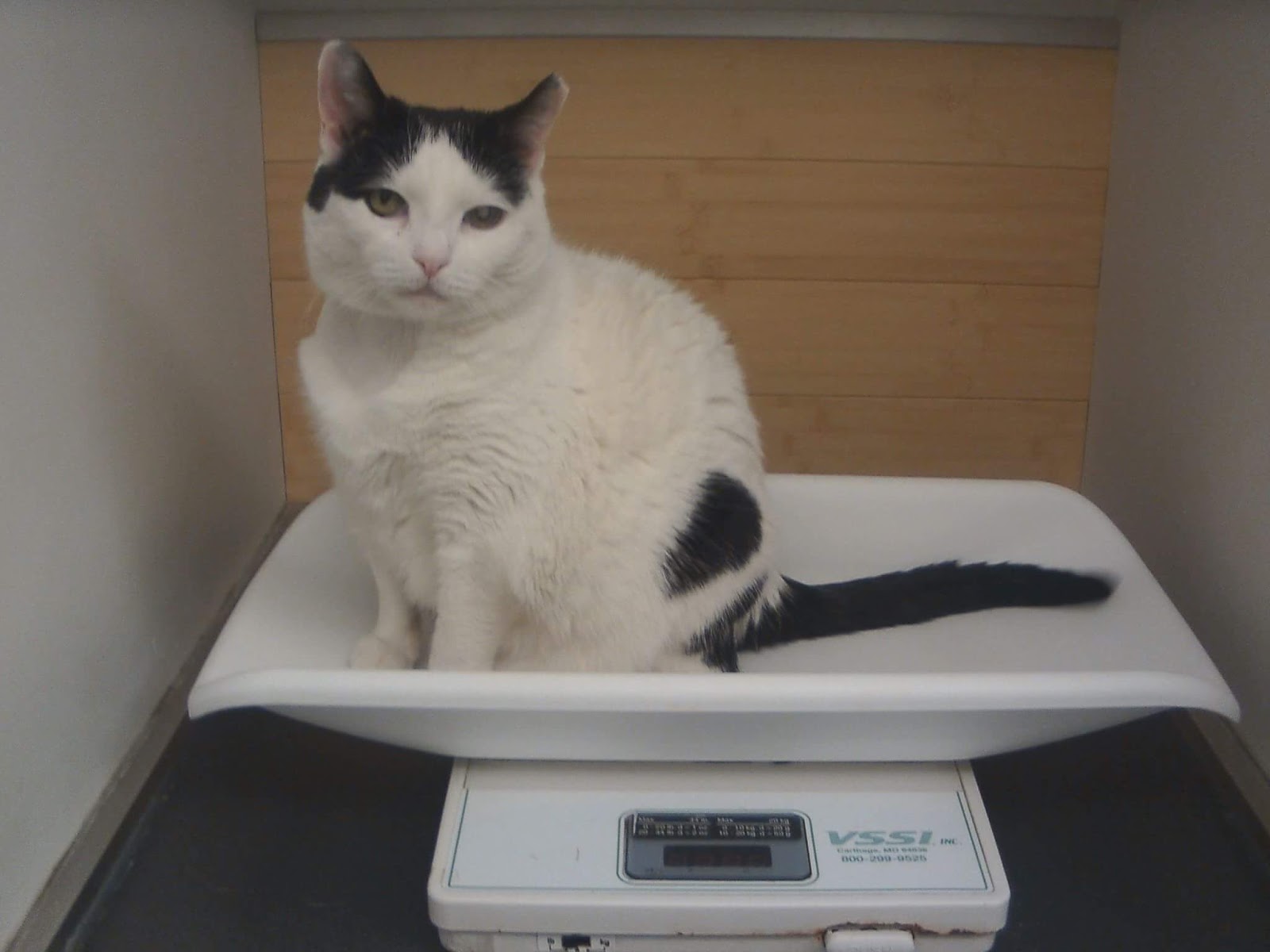 Blood Transfusions in Cats