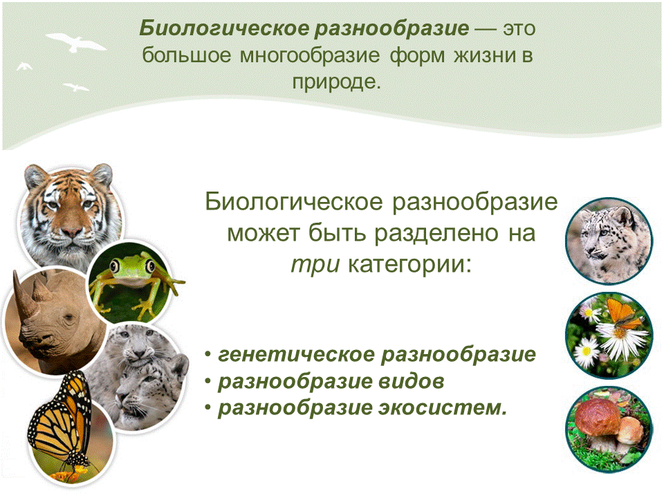 Многообразие биологических видов. Сохранение биологического разнообразия. Биологическое разнообразие. Сохранение биоразнообразия. Роль биоразнообразия.