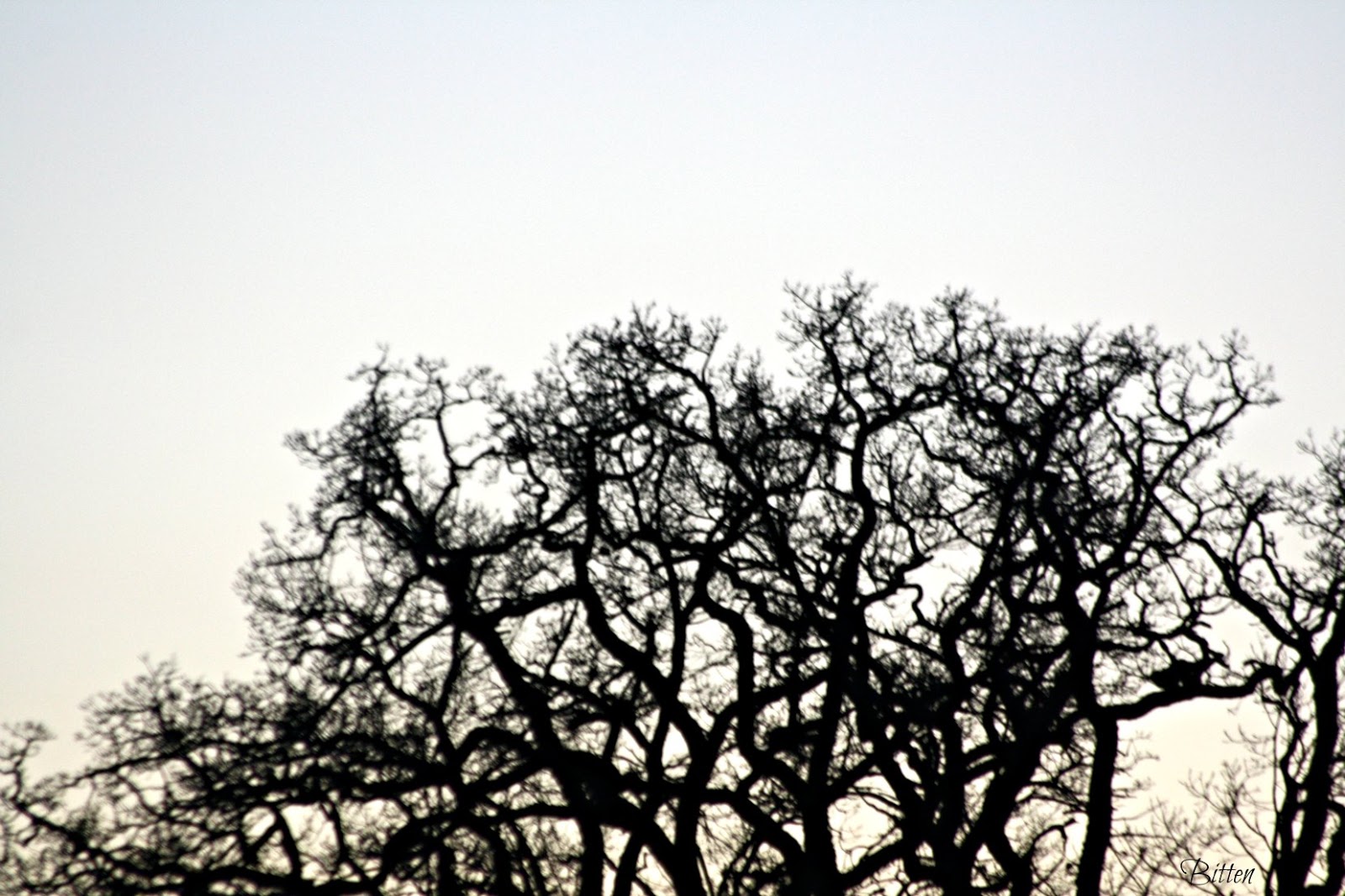 Mad World: Fototriss - Siluetter