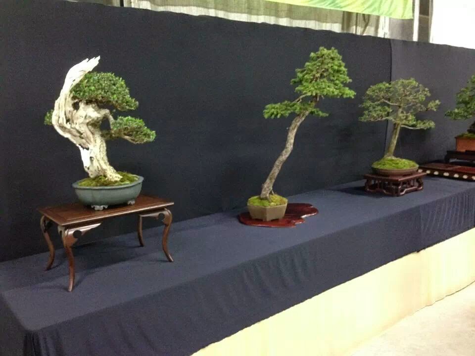 Exposiciones Bonsái Arranca la Haru Bonsai Ten