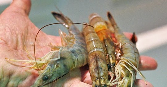 keberhasilan budidaya udang pemeliharaan