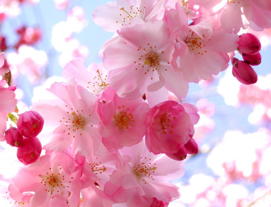 flower screensaver flower screensaver
