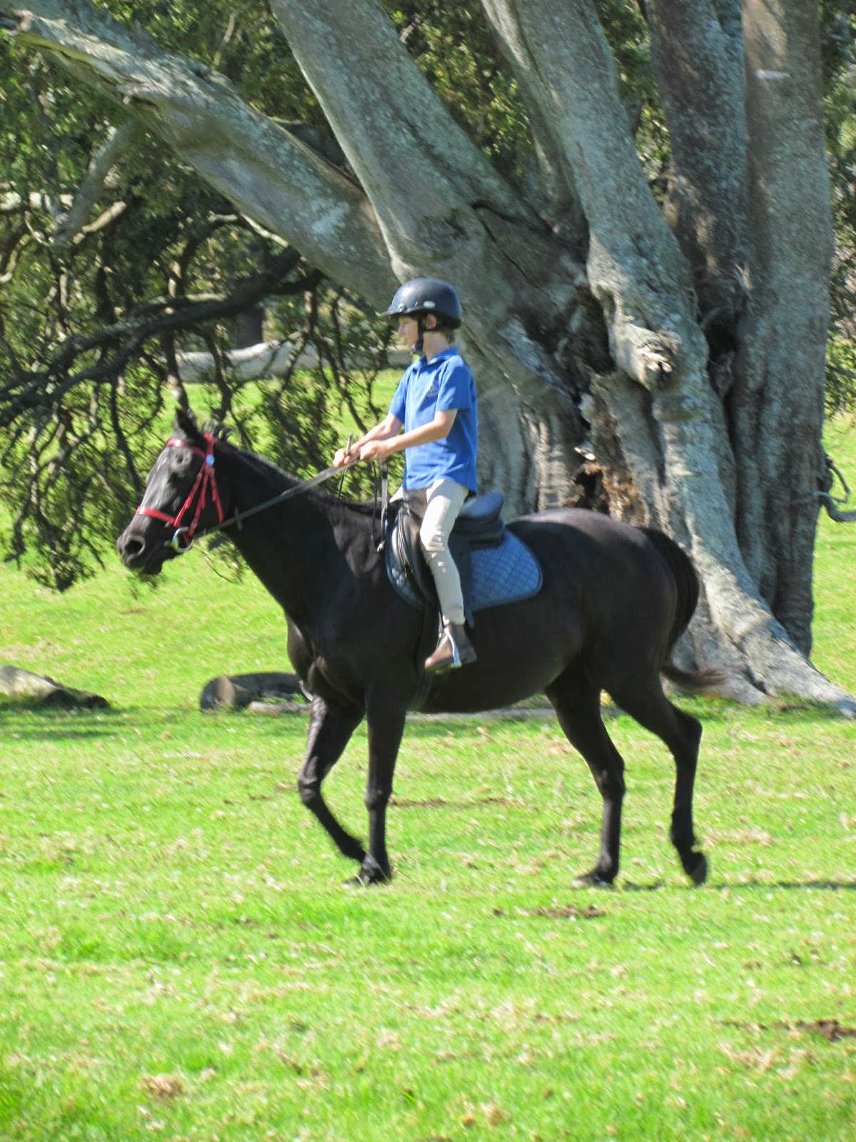 Norfolk Island Pony Club & Equestrian Association September 2013
