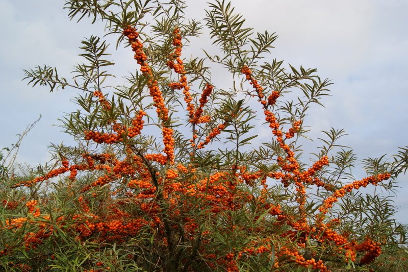 Bomen en Struiken: Nederland
