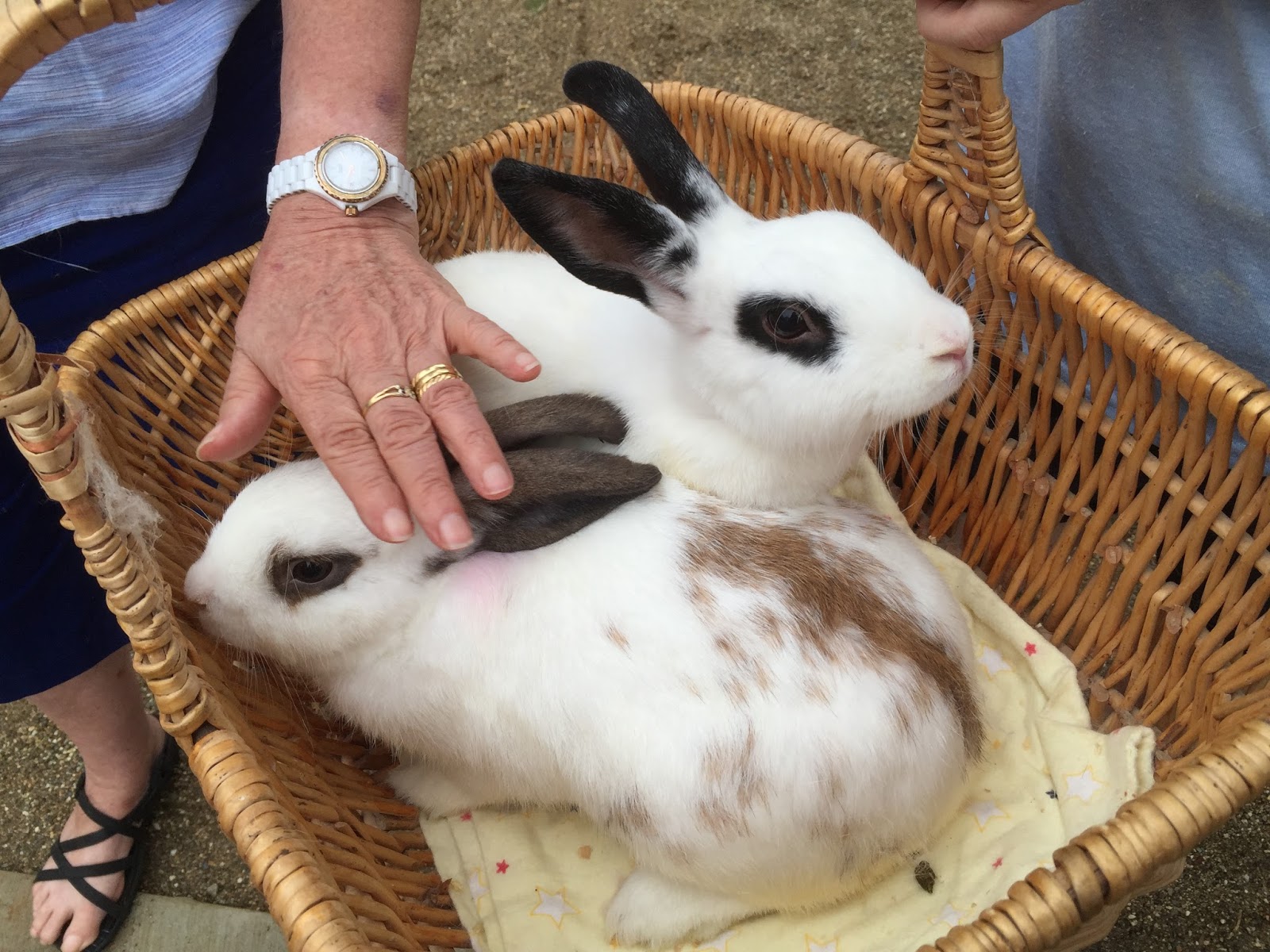 Rabbit Rescue Sanctuary VISIT THE RABBIT RESCUE SANCTUARY & ADOPTION