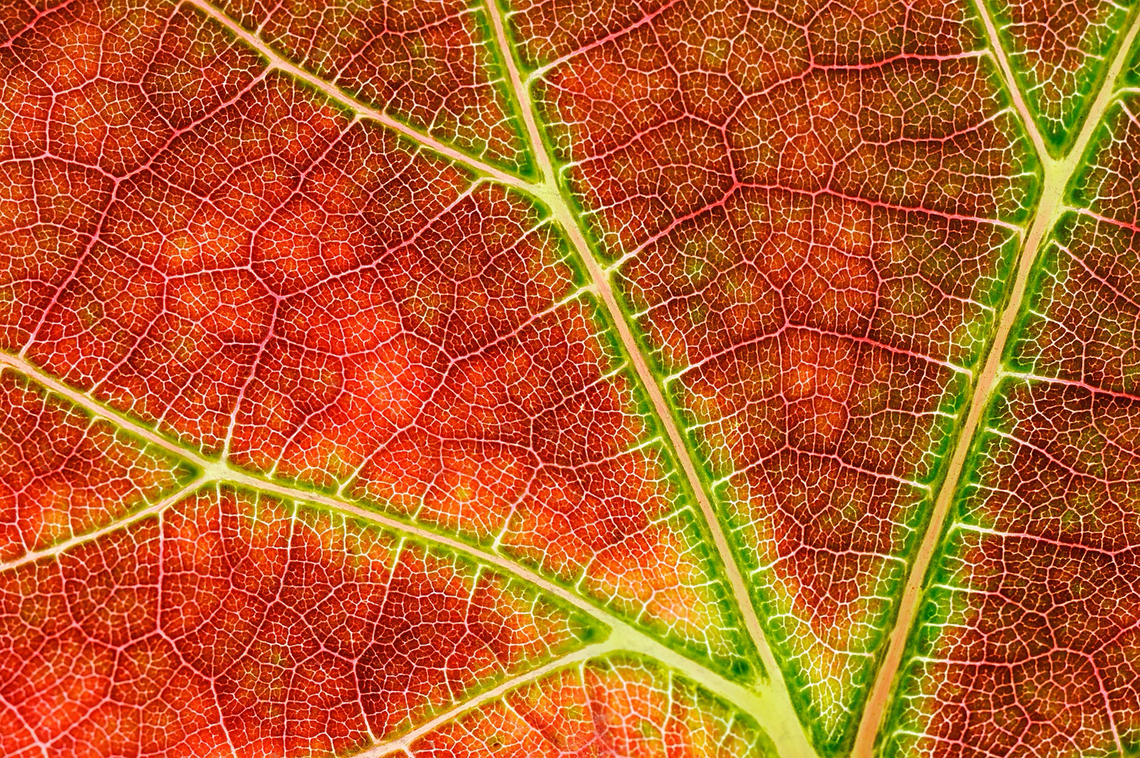 Math Inside And Out: Fractals 3 of 5: Fractals in plants