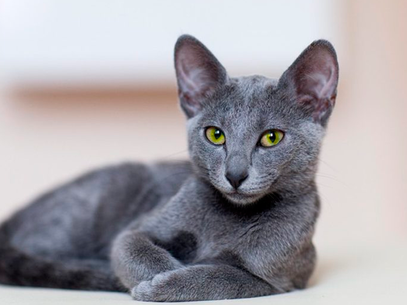 Todo Sobre El Azul Ruso Razas De Gatos