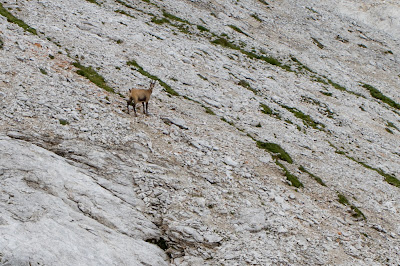 Rupicapra rupicapra – Chamois (Camoscio alpino).