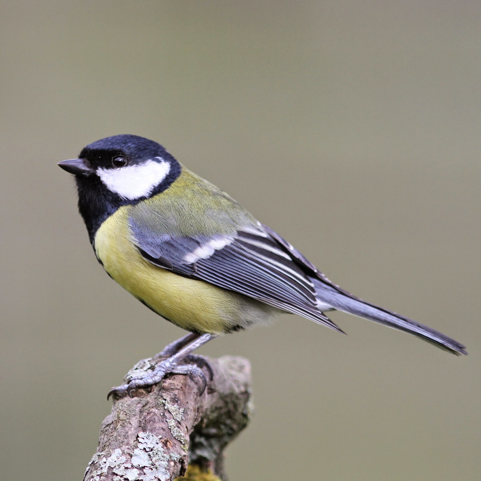 Bird of the week - Great tit.