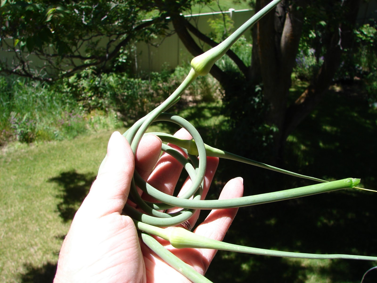 new-utah-gardener-harvesting-garlic-scapes