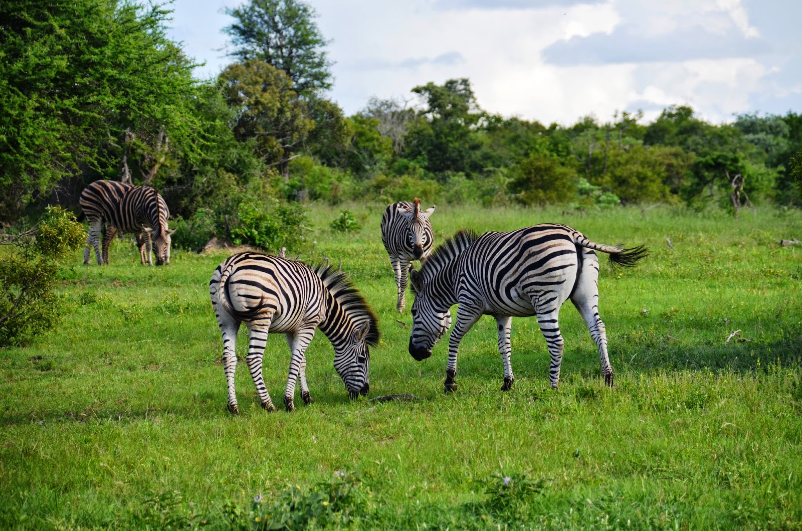 kruger national park