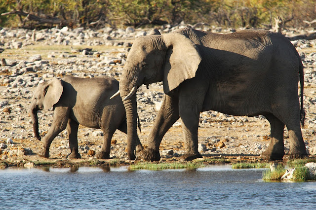 Safari no Parque Nacional de Etosha (um paraíso para ver vida selvagem em África) | Namíbia