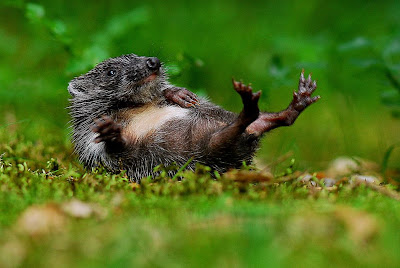 Beautiful Hedgehog Photos of All Time