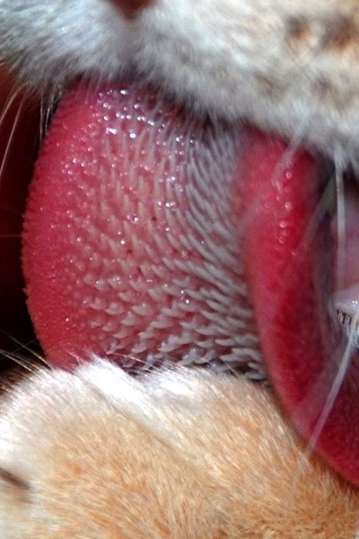 kimberlybiol3500: My Favorite Tissue: The Cat Tongue!