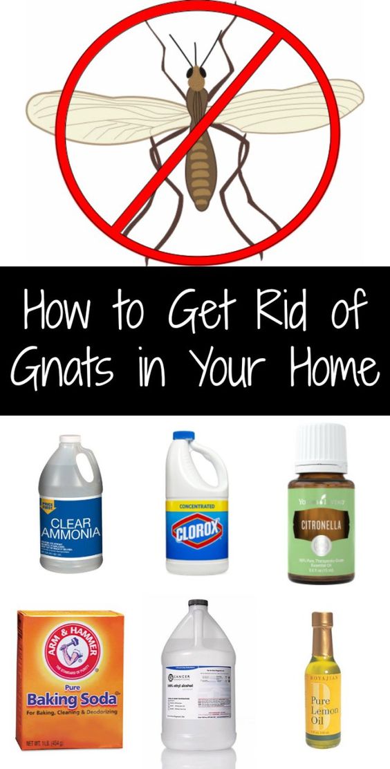 Effective And Easy How To Get Rid Of Gnats In Your Home Health Caplet