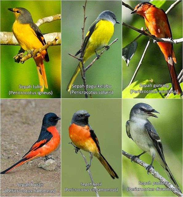 Kabar Terbaru Daftar Harga Burung Mantenan Terbaru Mei 2018