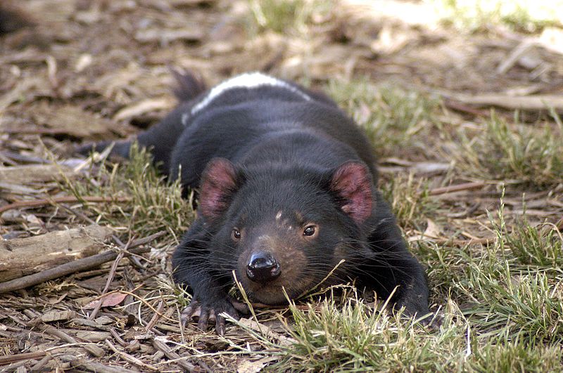 Tourism Observer: TASMANIA: See Tasmanian Devils ,Venomous Snakes Like