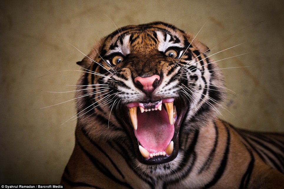Dapatkan Gambar Gambar Kata Bijak Harimau Gambar Viral HD Gratis Gratis Terupdate by Katacinta.co