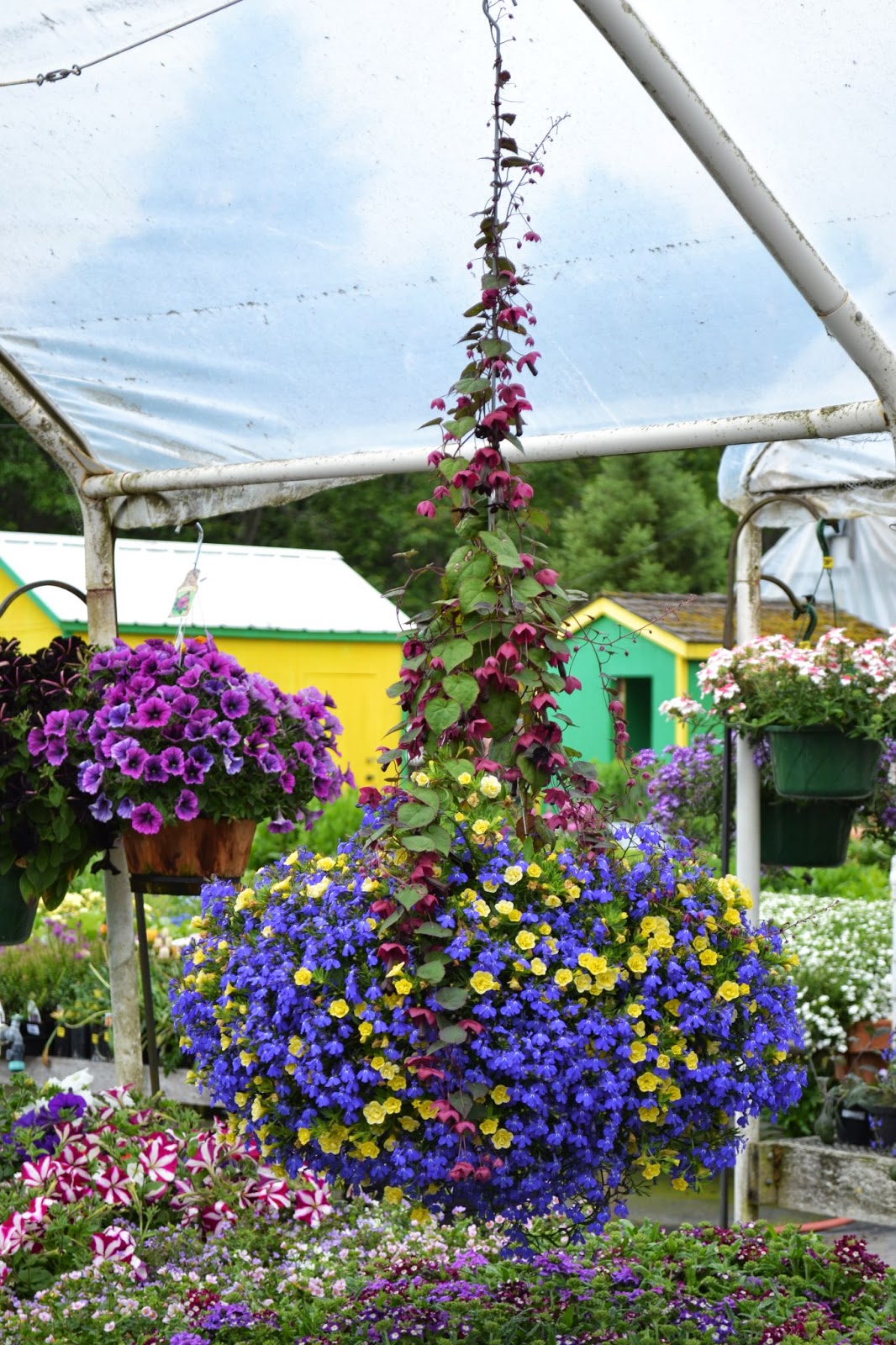 The Outlaw Gardener Vashon Island Part 3; Visiting Kathy's Corner Nursery