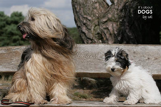 Tibet Terrier Chiru mit Biewer Yorkshire Terrier Lotta 